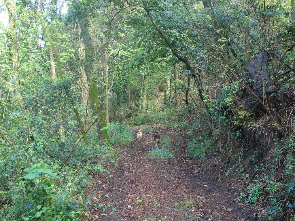 Quinta De Pindela - Natureza E Tradicao Villa Vila Nova de Famalicao Ngoại thất bức ảnh