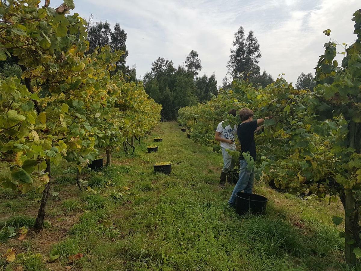 Quinta De Pindela - Natureza E Tradicao Villa Vila Nova de Famalicao Ngoại thất bức ảnh